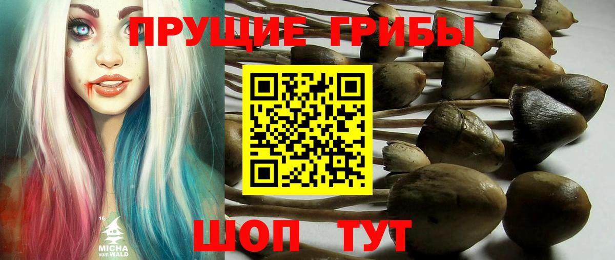 Галлюциногенные грибы Psilocybe Альметьевск
